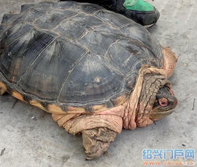 【图】难得一见的千年老龟 是真的吗?是真的吗
