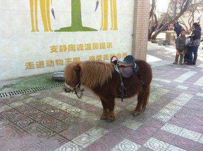 元旦新乡人民公园 动物园 中牟采草莓 自己动手洗车.
