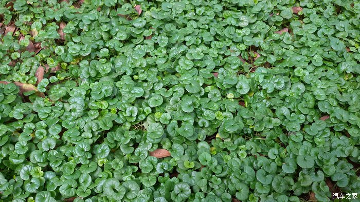 【图】向大家介绍一个专治韧带拉伤的土方子_