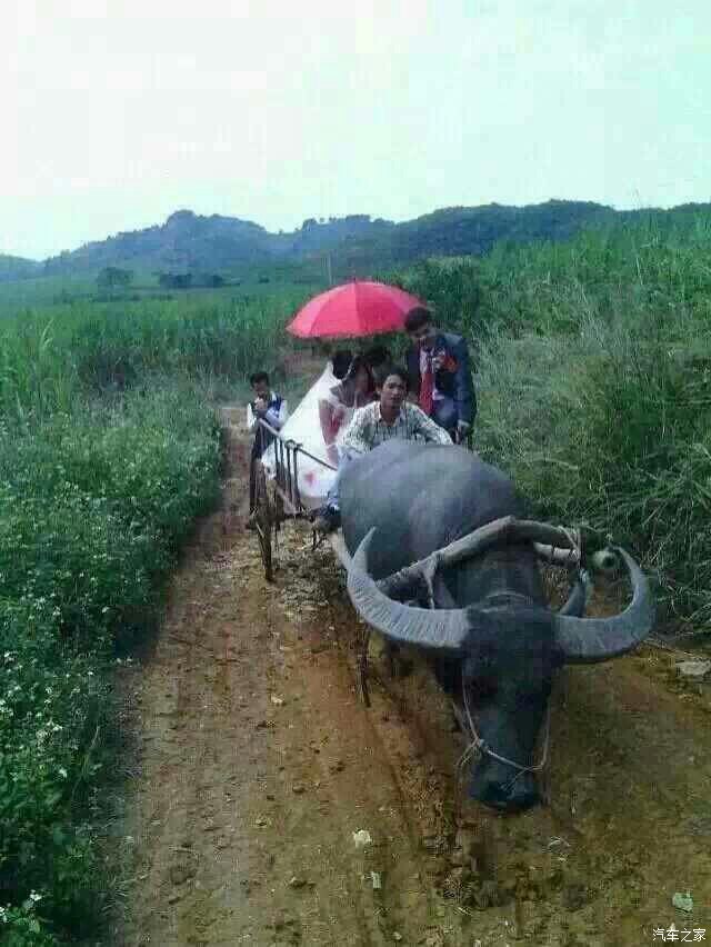 【图】今天看到朋友用大牛接新娘,真是帅气