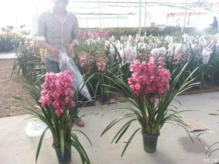 【图】 速派 和 迈腾为什么 差别那么大?