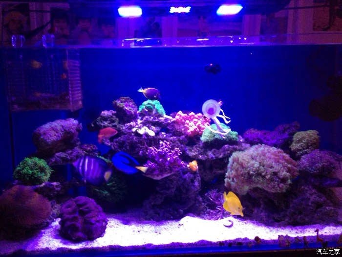 【图】水草缸 新装作业 喜欢的朋友一起来交流