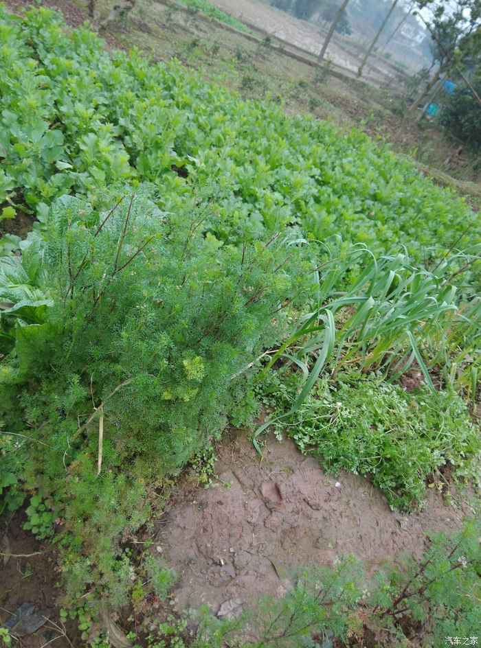 四川老家,走在乡间的小路上,分享四川农村