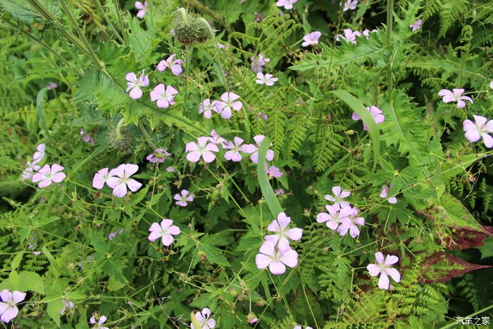 柳暗花明又一村 猜成语_柳暗花明又一村(2)