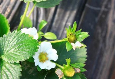 草莓大致生长过程,等白色的花开完后,花瓣凋零开始结出草莓果实出来