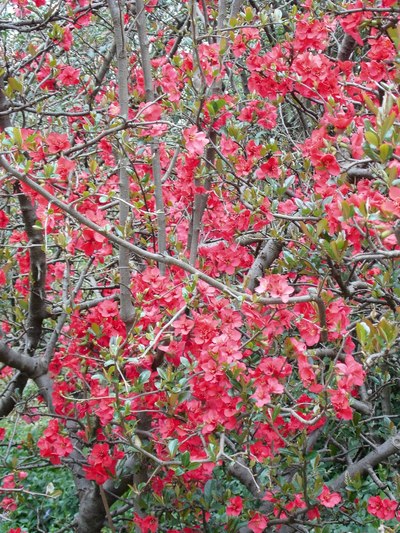 酸木瓜花