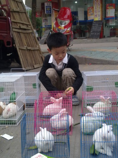 今天在潘家园旧货市场门口有个小男孩在那卖兔