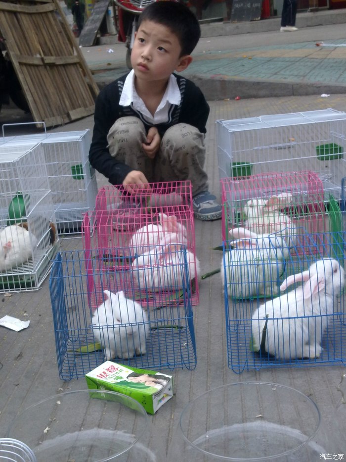 【图】龙华寺门口有个小男孩在卖兔子,天这吗