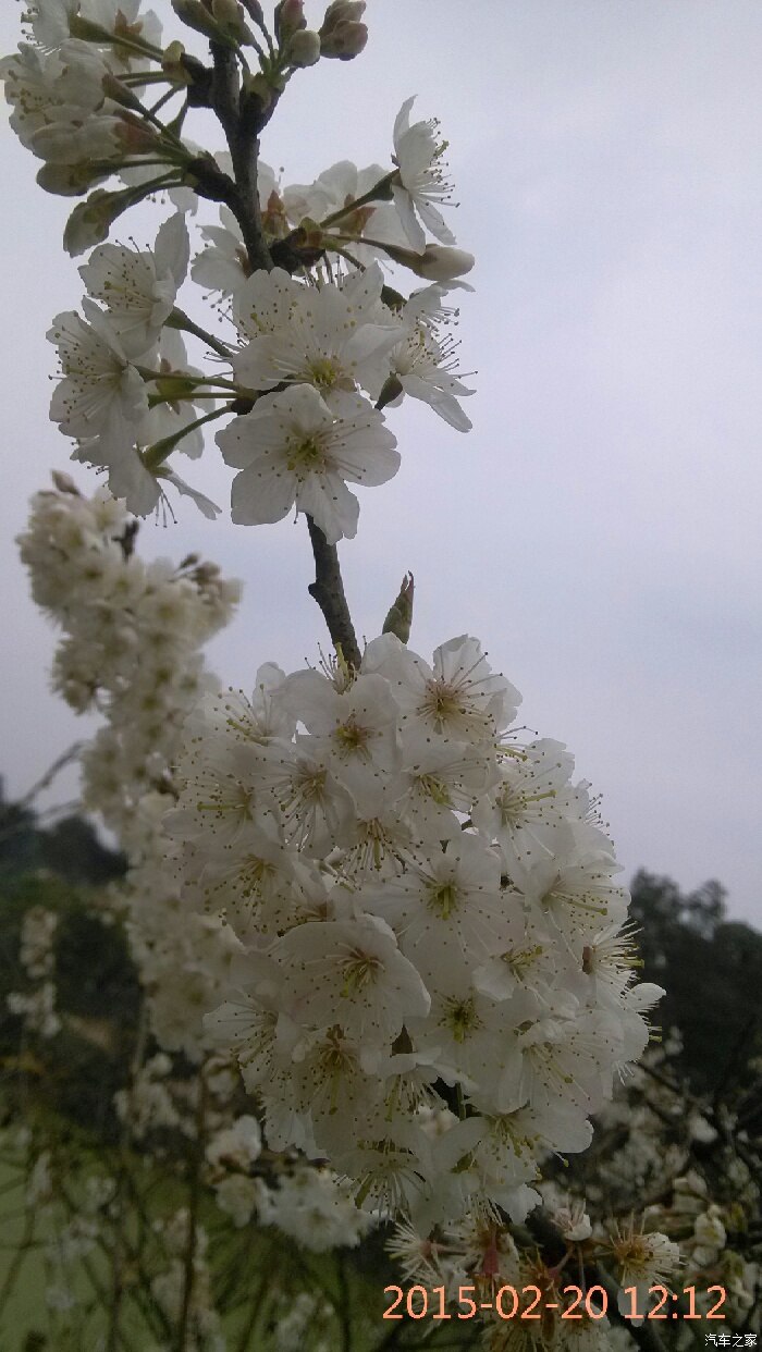 【若木系列】春天随拍,花开的季节!