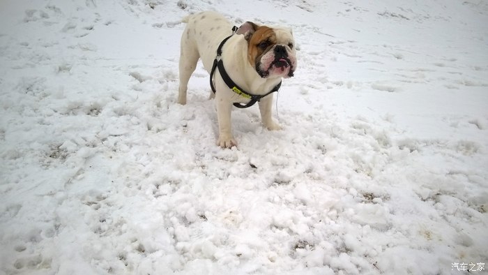 【图】前几天北京下雪~我带我家豆包儿出去玩