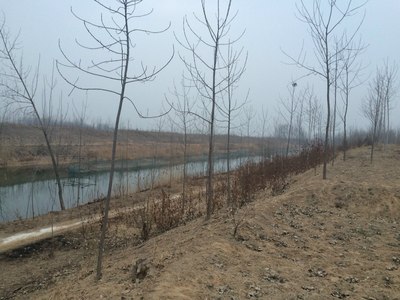 老家气象,纯农村,山东济宁鱼台、江苏徐州丰县