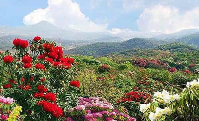 【图】2015贵州百里杜鹃花节开幕式