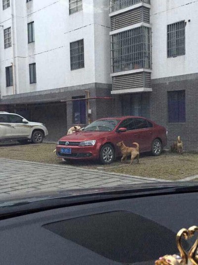 大众这种做法 根本就是藐视中国人 连狗都看不