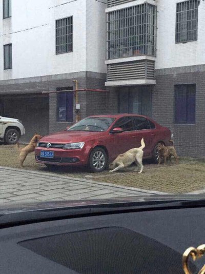 大众这种做法 根本就是藐视中国人 连狗都看不