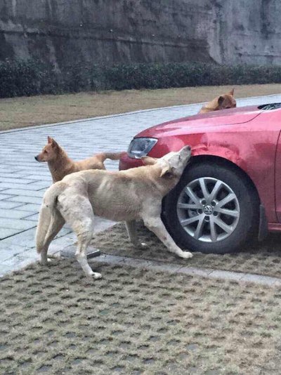 大众这种做法 根本就是藐视中国人 连狗都看不