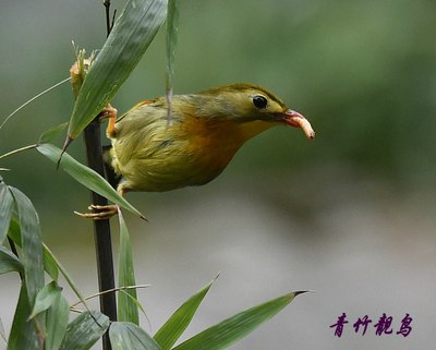 【生态】青竹靓鸟