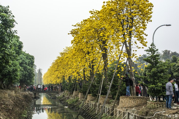 【图】春暖黄金风柃木花开灿烂