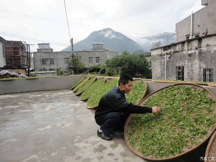 【图】摘茶做茶忙又乐