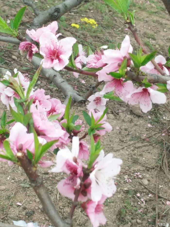 文宫桃花节