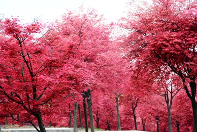 三月观红叶---巴南五洲园看红枫
