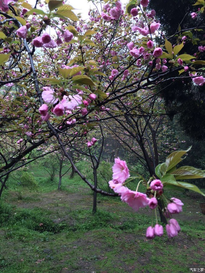 【图】心爱的<em>狼妹</em>,开你玩。_英朗论坛_汽车之