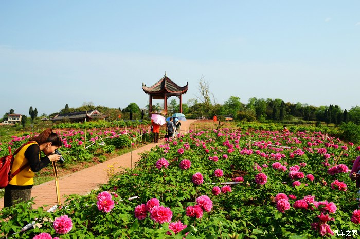 【快乐游记】一次随意的乡村旅行---铜梁天香牡丹园,安居古镇