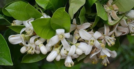 踏春与小三平和赏蜜柚花游