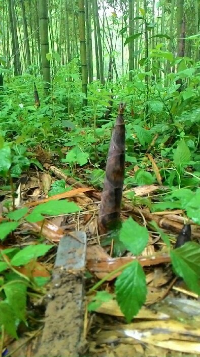 【原创】清明时节雨纷纷,自驾游深山挖笋记