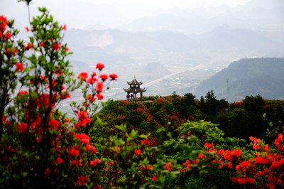 丹寨龙泉山,山花烂漫正当时