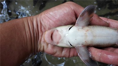 岸进餐馆吃饭遇到这个我们这边叫猪嘴鱼国家级保护动物偶见市场有卖