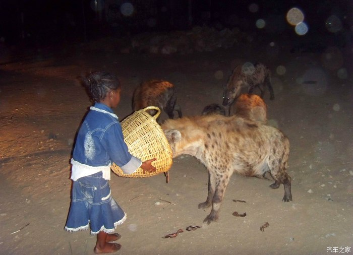 【图】那有卖鬣狗的