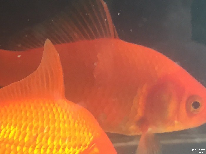 【图】我滴金鱼身上长白点怎么治疗,求解