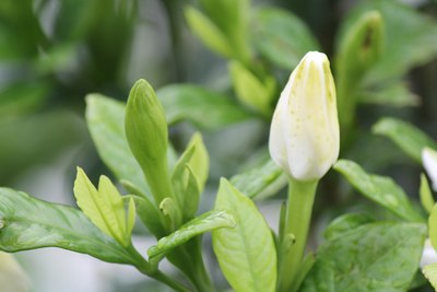 栀子花开