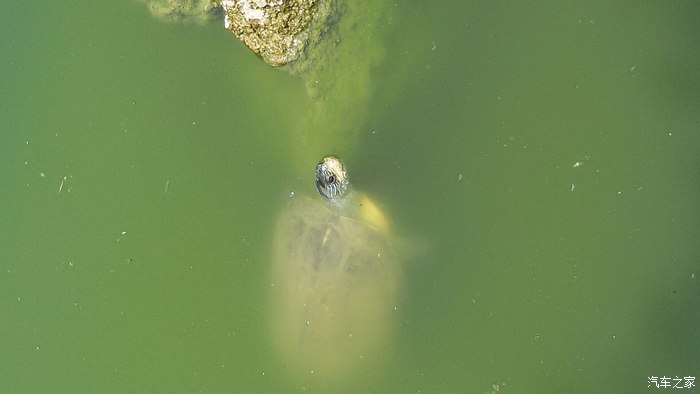 【图】新津一日游_四川论坛_汽车之家论坛