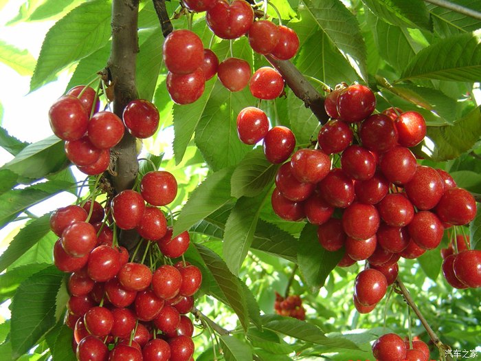 【图】又到吃樱桃的季节了,哈哈,我已经把胃准