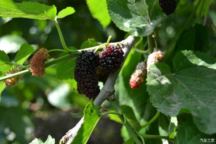 什么时候可以摘桑葚 500_38486050-8264-f53k-3hg2-n202a7t57ckf.jpg