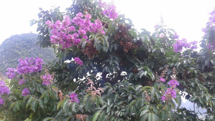 【图】青翠欲滴的4月