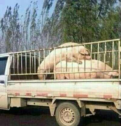 今天有多少人买了小杰推介的股票?_上海