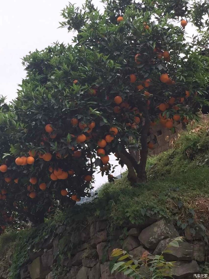 【图】帮朋友推销一些橙子 不知道有没有喜欢