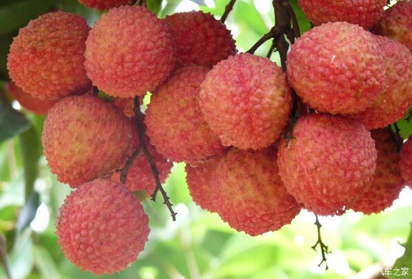 【图】这样躺枪也是醉了 吃水果能吃出酒驾?