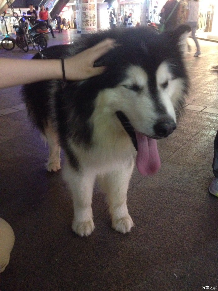 【图】20万能买到2手的宝马五系吗?_宝马5系