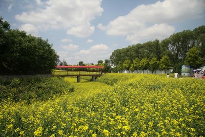 新民三农博览园的油菜花都开了,你还在等什么?_?