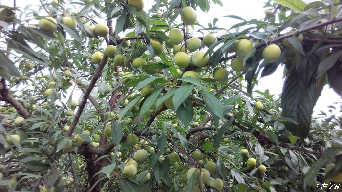 【图】这个苦李子安逸哇