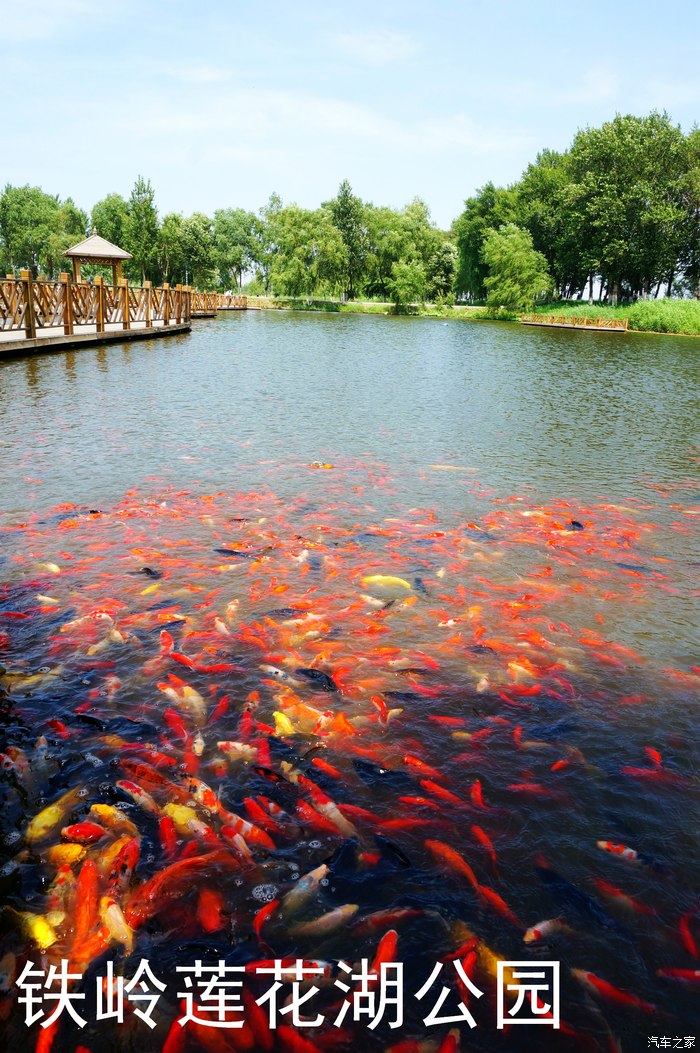 【游记】自驾铁岭一日游之莲花湖湿地公园