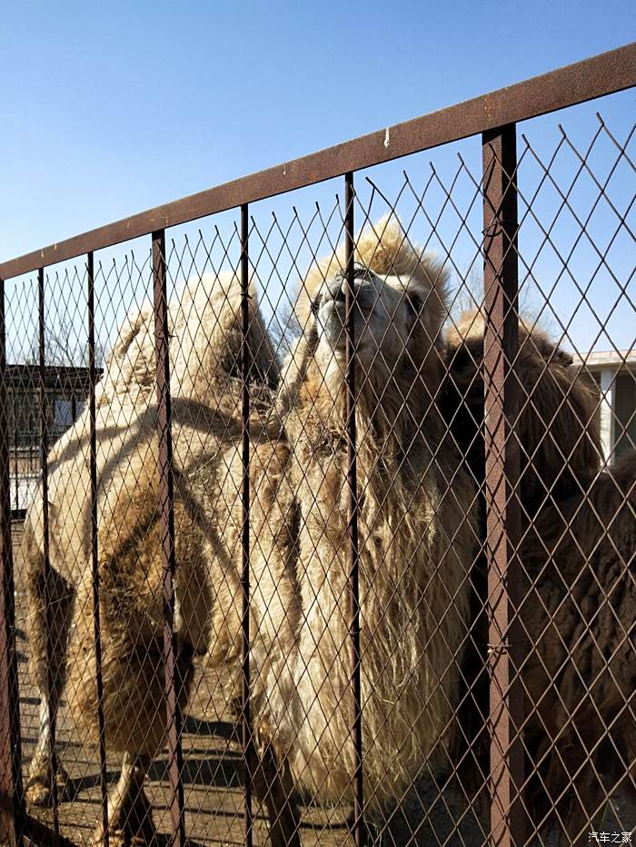 盤錦動物園看孔雀