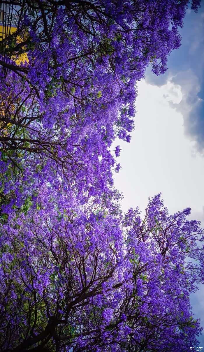 五月初夏,你不能错过的浪漫风景邂逅一场蓝色花海