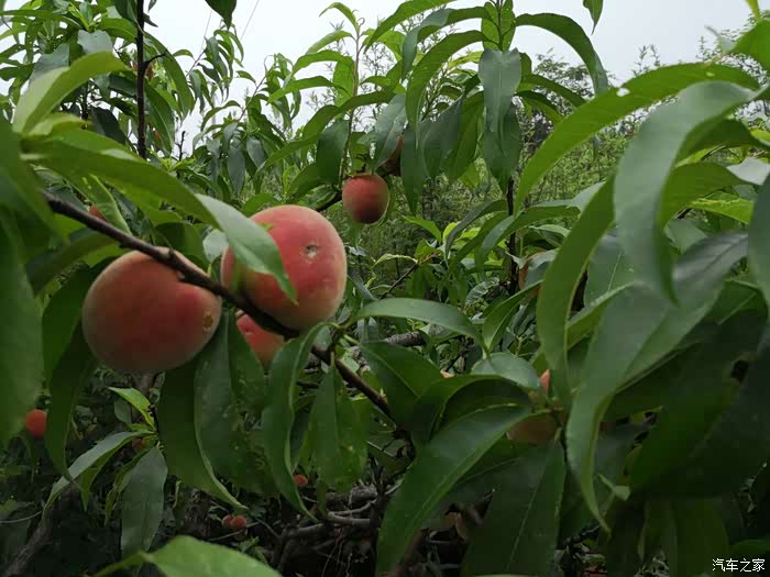 四川长安suv联盟出发去龙泉山摘桃子了