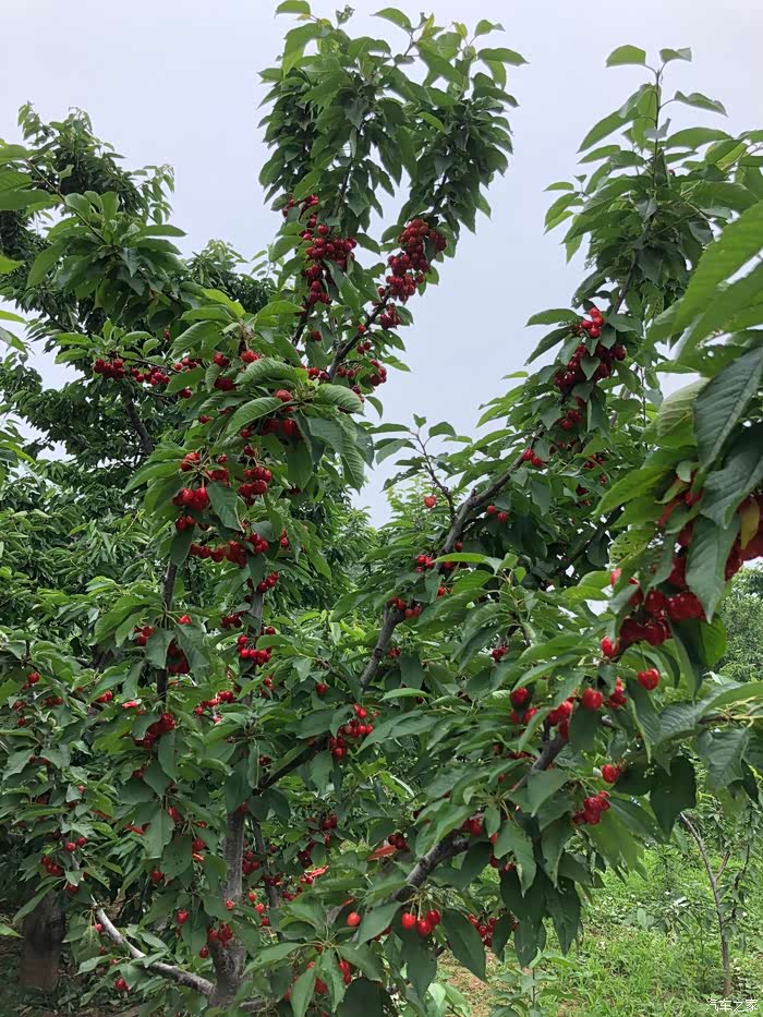 周末约三五好友自驾白鹿原樱桃园一日游原谅我不羁放纵爱自由