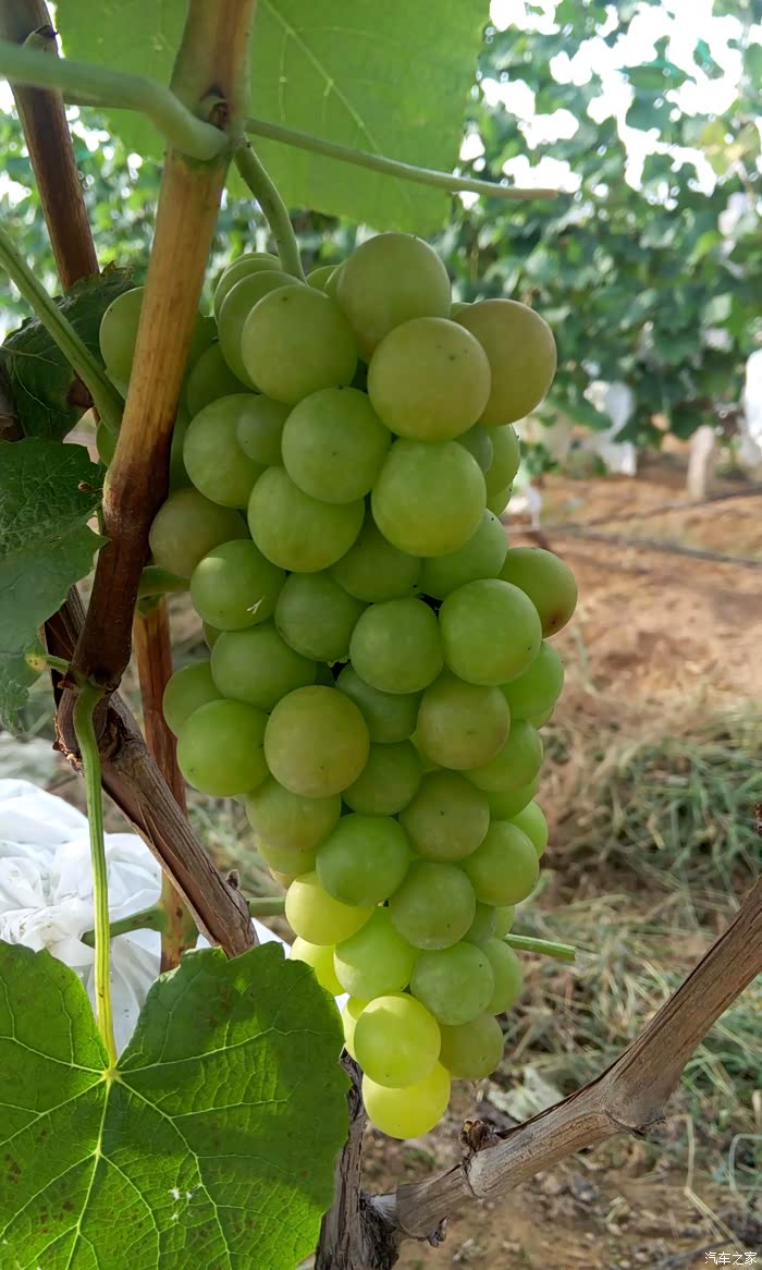 这是无核寒香蜜,软软的,特别甜,入口即化的感觉