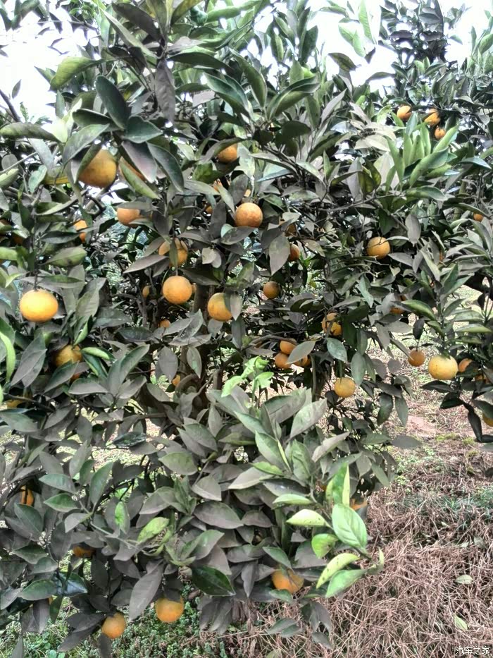 中华心v3北碚金果园游记